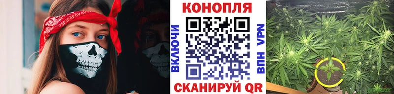 Канабис сатива  Кинешма 